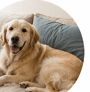 Пятна и запахи от животных